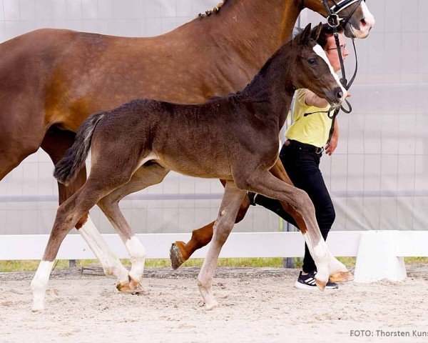 foal by Bendix (Hanoverian, 2024, from Bonhoeffer)