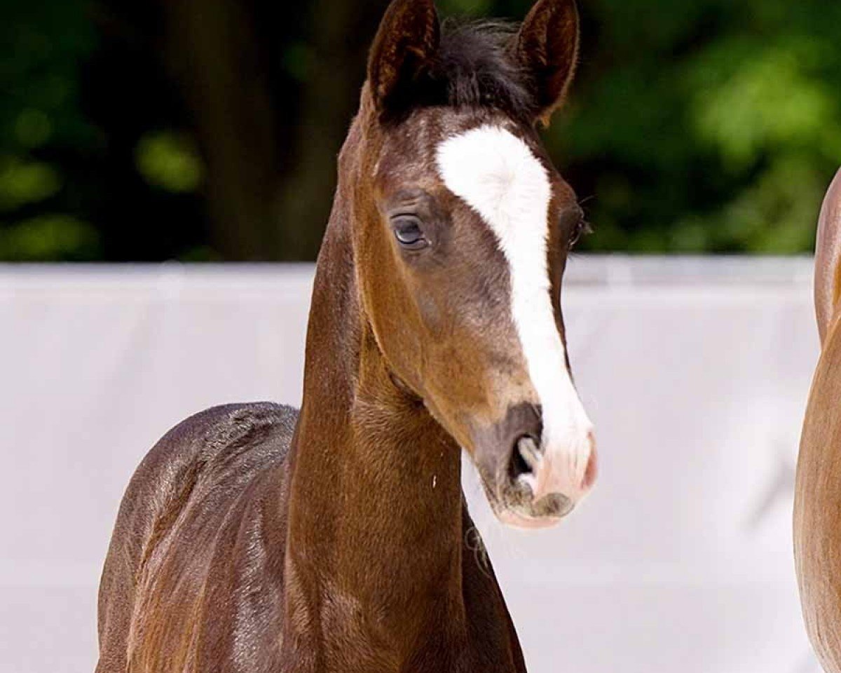 dressage horse Bendix (Hanoverian, 2024, from Bonhoeffer)