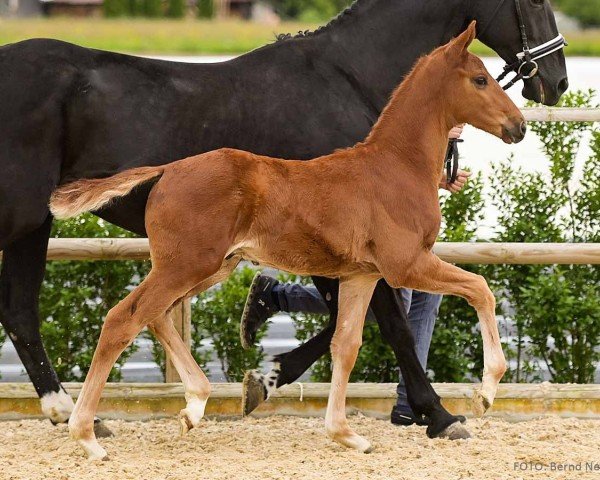 foal by Zhivago (Hanoverian, 2024, from Zarenball)