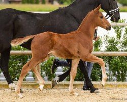 foal Zhivago (Hannoveraner, 2024, from Zarenball)