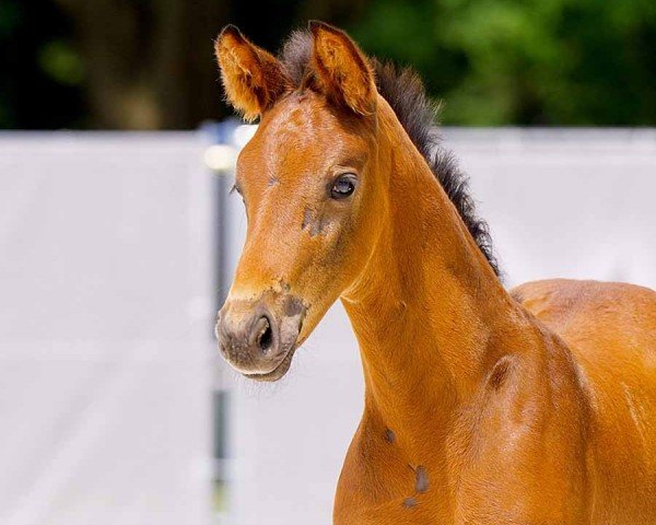 foal by Villano (Hanoverian, 2024, from Veniamo RAK)