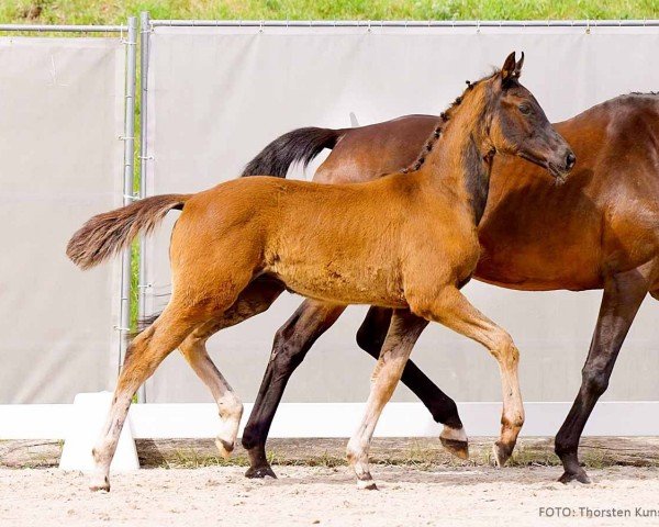 foal by Santiano (Hanoverian, 2024, from San To Alati)