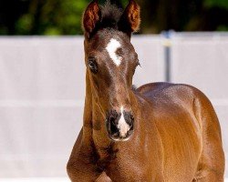 foal by Fariso (Hanoverian, 2024, from Fürst Belissaro)