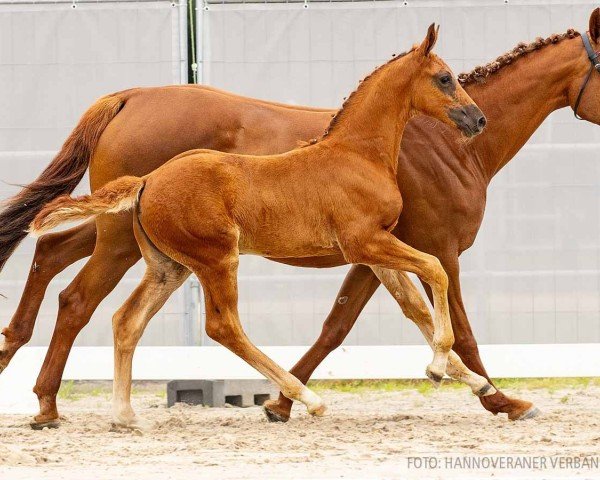 Springpferd Honey (Hannoveraner, 2023, von Hickstead White)