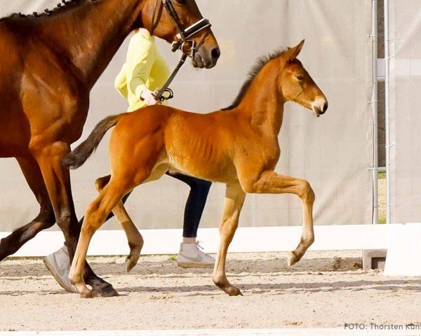 foal by Velvet (Hanoverian, 2024, from Viscerado)