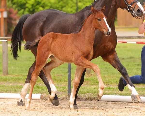 foal by Vridolin (Hanoverian, 2024, from VALENSKY)