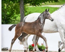 foal by Unabella F (German Sport Horse, 2024, from Uno I)