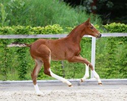 foal by Erlkönig (German Sport Horse, 2024, from Esmeraldo FM)