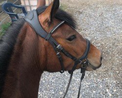 dressage horse Beau La Luna IHS (Belgium Sporthorse, 2020)