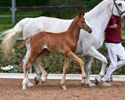 foal by Over the clouds (German Sport Horse, 2024, from DSP Oganero P)