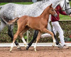 foal by Opathus (German Sport Horse, 2024, from DSP Oganero P)