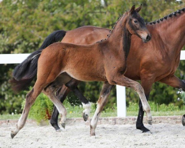 foal by Van Escolar DB (German Sport Horse, 2024, from DSP VA Bene)