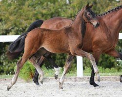 dressage horse Van Escolar DB (German Sport Horse, 2024, from DSP VA Bene)