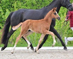 foal Hengst von Damontez / Morricone I (German Sport Horse, 2024, from Damontez)