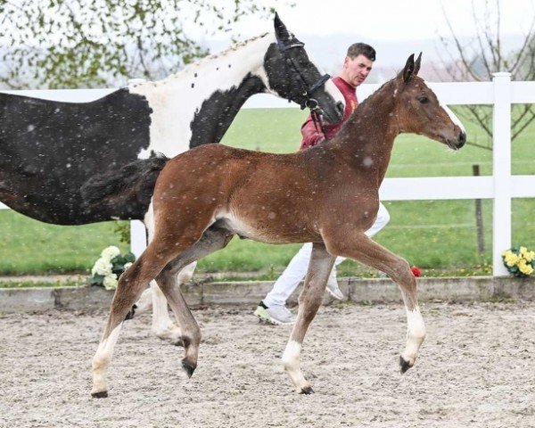 foal by Count Cero (German Sport Horse, 2024, from Casino Berlin OLD)