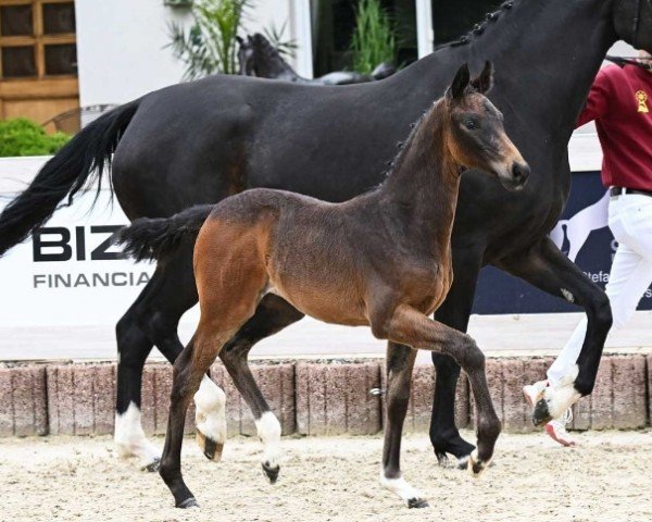 foal by Stute von Be Sure / Foundation (German Sport Horse, 2024, from Be Sure)