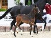 foal by Stute von Be Sure / Foundation (German Sport Horse, 2024, from Be Sure)