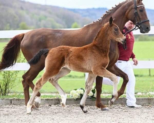 foal by Blue Boy (German Sport Horse, 2024, from Bohemian)