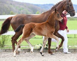 foal by Blue Boy (German Sport Horse, 2024, from Bohemian)