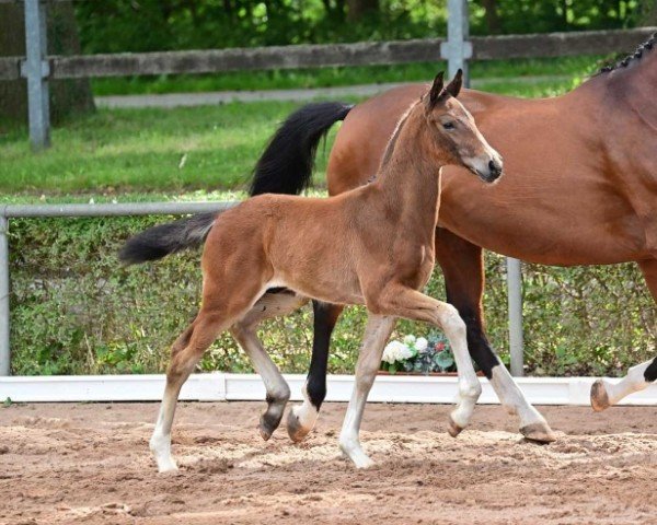 foal by Bon Chance (German Sport Horse, 2024, from Bon Esprit)