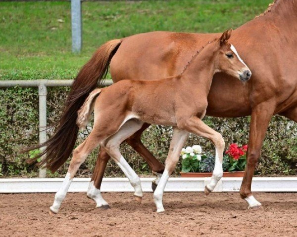 foal by Best Romance (German Sport Horse, 2024, from Bon Vivaldi NRW)