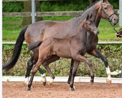 foal Bonderball (German Sport Horse, 2024, from Bonds)