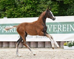 foal Barcelona (German Sport Horse, 2024, from Bonds)