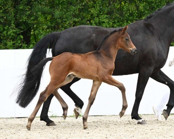 Fohlen von Best Boy (Deutsches Sportpferd, 2024, von Bonfilio)