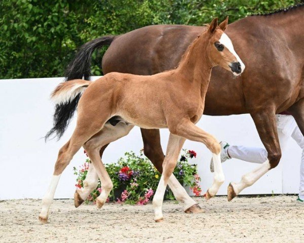 foal by Ballantines (German Sport Horse, 2024, from Bonfilio)