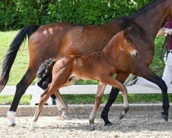 foal by Bayernspieler (German Sport Horse, 2024, from Bordeaux 28)