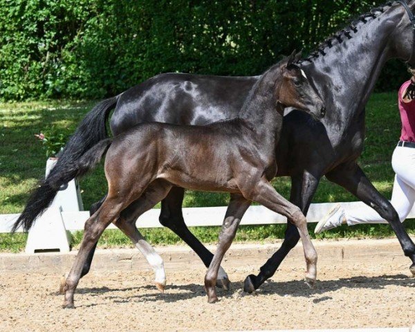 foal by Donna (German Sport Horse, 2024, from Despacito 16)