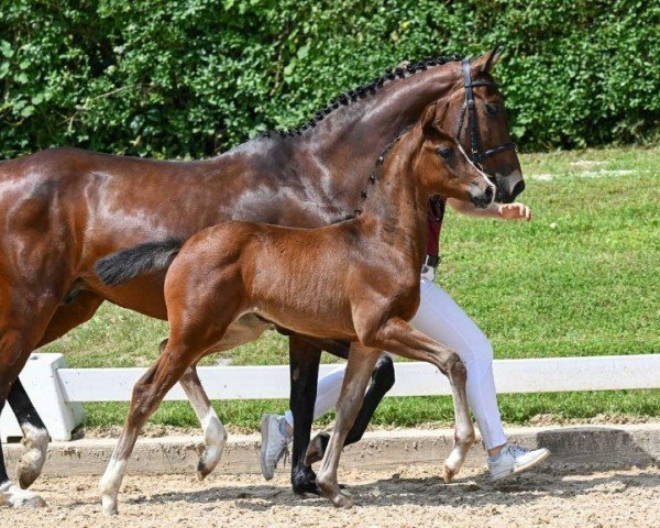 foal by Der Hit (German Sport Horse, 2024, from Don Ampere)