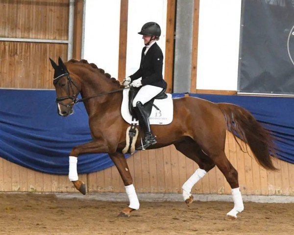 stallion Don Ampere (German Sport Horse, 2019, from Don Royal)