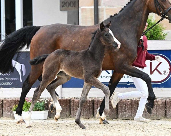 Fohlen von Dynamic Leo (Deutsches Sportpferd, 2024, von Dynamic Dream)