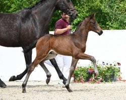 foal by Dagur (German Sport Horse, 2024, from Dynamic Dream)