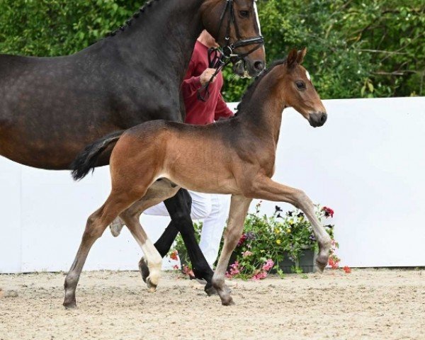 foal by Elvis (German Sport Horse, 2024, from Element of Crime)