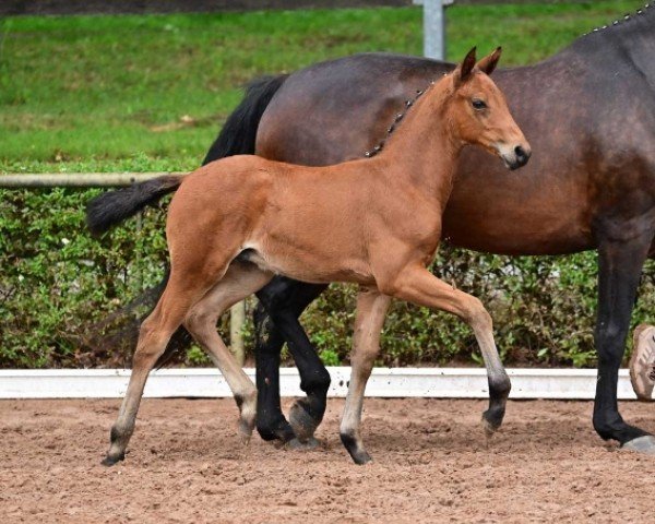 foal by Espresso (German Sport Horse, 2024, from Escaneno)