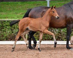 foal by Espresso (German Sport Horse, 2024, from Escaneno)