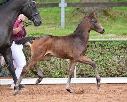 foal by Escettin (German Sport Horse, 2024, from Escanto PS OLD)