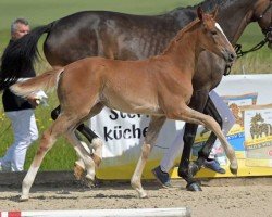 dressage horse Escanta (German Sport Horse, 2024, from Escanto PS OLD)