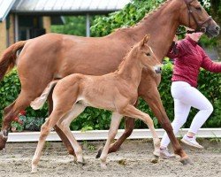 foal Emilio (German Sport Horse, 2024, from Escanto PS OLD)