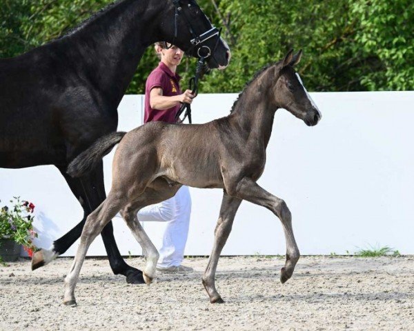 Fohlen Elvira (Deutsches Sportpferd, 2024, von Extreme U.S.)