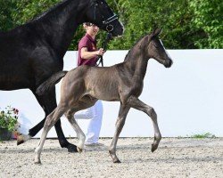 foal Elvira (German Sport Horse, 2024, from Extreme U.S.)