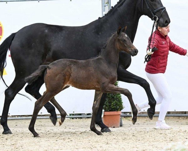 foal by Freeway California (German Sport Horse, 2024, from Fair Deal)