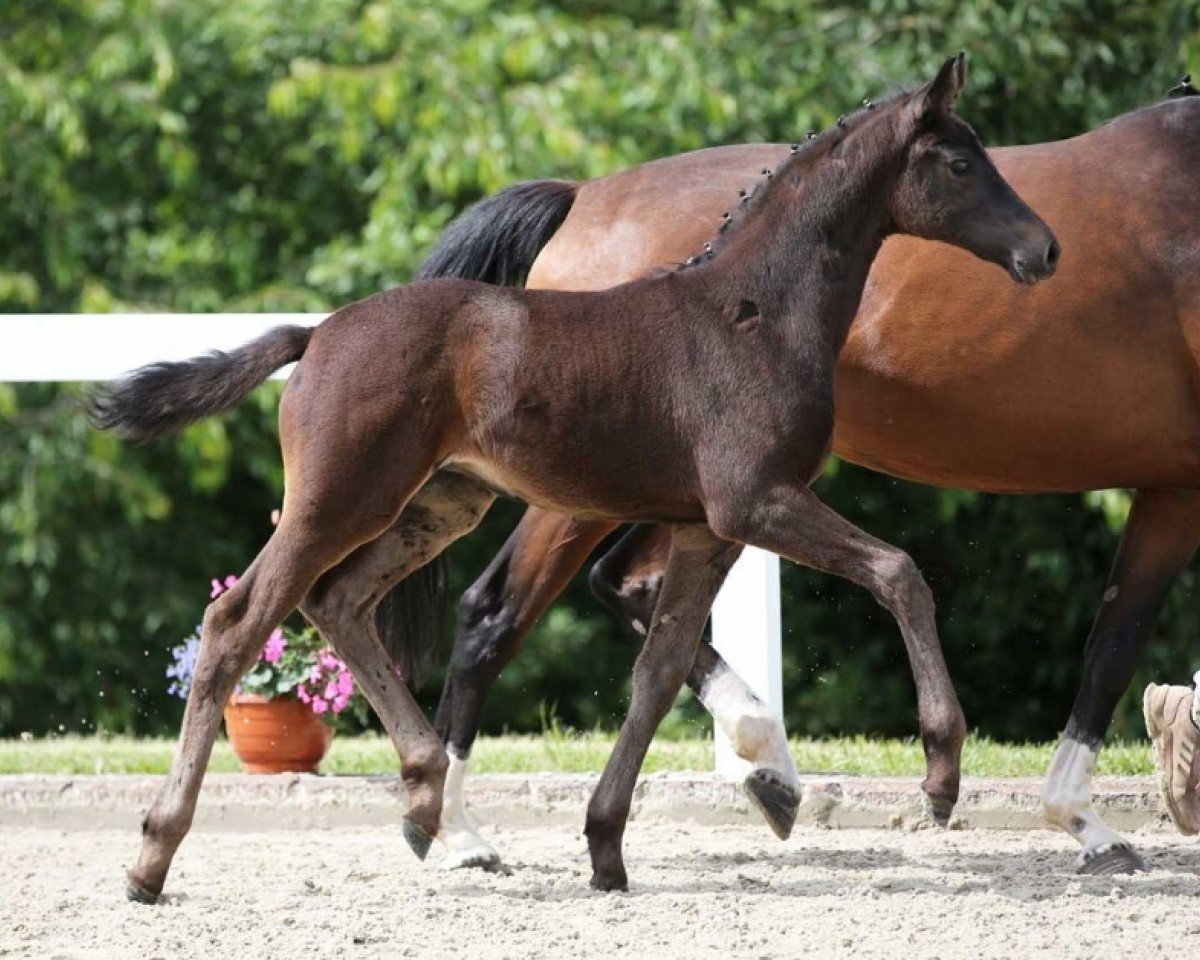 dressage horse Zinderella JS (German Sport Horse, 2024, from Fair Deal)
