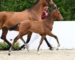 dressage horse For my Taste (German Sport Horse, 2024, from Fanegro)