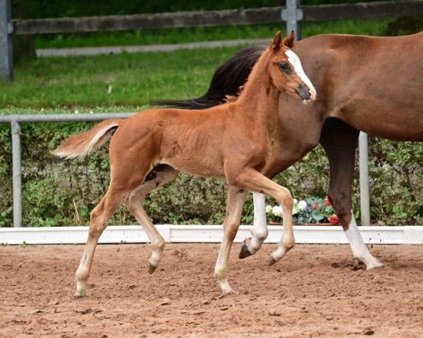 foal Fenicio (German Sport Horse, 2024, from Federer)