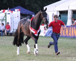 broodmare Fey (Westphalian, 2012, from Fürst Romancier)