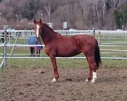 Zuchtstute Blankiera (Deutsches Reitpferd, 2004, von Mon Dieu)