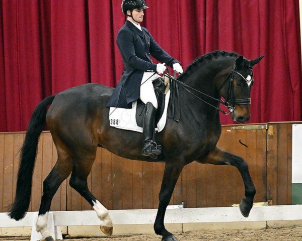 dressage horse D'Magico GT (Oldenburg, 2017, from Dimaggio)